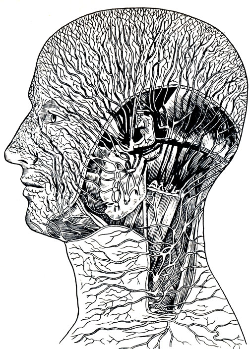 Рис. 12. Лимфатическая сеть боковой и задней частей головы