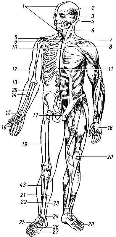 Рис. 8. Анатомические ориентиры для нахождения БАТ. Вид спереди: 1 - передняя (условная) срединная линия; 2 - скуловая дуга; 3 - ушная раковина; 4 - козелок уха, 5 - ключица; 6 - грудино-ключично-сосцевидная мышца; 7 - надключичная ямка; 8 - подключичная ямка; 9 - яремная вырезка грудины; 10 - рукоятка грудины; 11 - мечевидный отросток грудины; 12 - передняя поверхность плеча, 13 - локтевой сгиб; 14 - передняя поверхность предплечья; 15 - шиловидный отросток лучевой кости; 16 - фаланги пальцев; 17 - верхняя ветвь лобковой кости; 18 - тыльная поверхность кисти; 19 - бедренная кость; 20 - надколенник; 21 - внутренняя (медиальная) поверхность голени; 22 - больше-берцовая кость; 23 - внутренний край больше-берцовой кости; 24 - внутренняя лодыжка; 25 - тыльная поверхность стопы; 26 - основание 1-й плюсневой кости; 27 - головка 1-й плюсневой кости; 28 - свод стопы; 29 - среднеключичная линия; 43 - малоберцовая кость