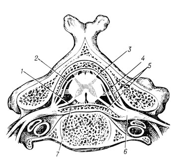 . 186.           . 1 - radix ventr.; 2 - radix dors.; 3 - dura mater (lamina interna); 4 - lig. denticulatum; 5 - plexus venosi vertebralis int.; 6 - gangl. spinale; 7 - lig. longitudinale post