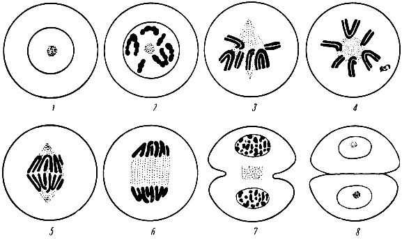 Рис. 2. Схема кариокинеза. 1 - неделящаяся клетка; 2 - профаза; 3, 4 - метафаза; 5, 6 - анафаза - телофаза; 8 - две клетки, образовавшиеся в результате деления