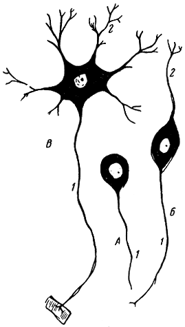 Рис. 10. Нервные клетки. А - униполярный нейрон; Б - биполярный нейрон; В - мультиполярный нейрон; 1 - нейрит; 2 - дендрит