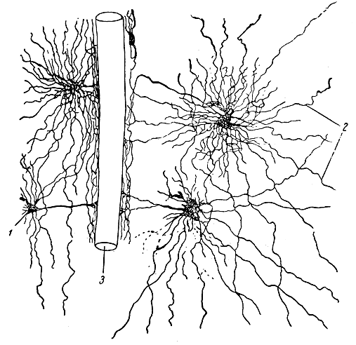 Рис. 12. Клетки нейроглии. 1 - тело клетки; 2 - отростки; 3 - кровеносный капилляр