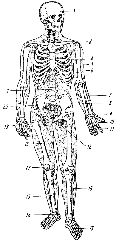 Рис. 13. Скелет человека спереди. 1 - череп; 2 - позвоночный столб; 3 - ключица; 4 - ребро; 5 - грудина; 6 - плечевая кость; 7 - лучевая кость; 8 - локтевая кость; 9 - кости запястья; 10 - кости пясти; 11 - фаланги пальцев руки; 12 - седалищная кость; 13 - кости плюсны; 14 - кости предплюсны; 15 - большеберцовая кость; 16 - малоберцовая кость; 17 - надколенник; 18 - бедренная кость; 19 - лонная кость; 20 - подвздошная кость