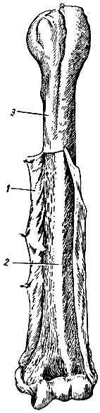 Рис. 14. Кость с надкостницей (левая плечевая кость). 1 - надкостница; 2 - участок кости, свободный от надкостницы; 3 - участок кости, покрытый надкостницей
