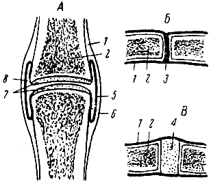 Рис. 16. Виды соединений костей (схема). А - сустав; Б - синдесмоз (шов); В - синхондроз. 1 - надкостница; 2 - кость; 3 - волокнистая соединительная ткань; 4 - хрящ; 5 - синовиальный слой суставной сумки; 6 - фиброзный слой суставной сумки; 7 - суставные хрящи; 8 - полость сустава