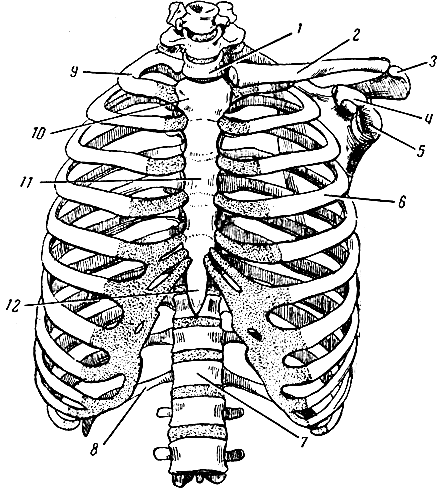 Рис. 21. Скелет грудной клетки. 1 - первый грудной позвонок; 2 - ключица; 3 - акромиальный отросток лопатки; 4 - клювовидный отросток лопатки; 5 - суставная впадина лопатки; 6 - ребро (IV); 7 - XII грудной позвонок; 8 - XII ребро; 9 - I ребро; 10 - рукоятка грудины; 11 - тело грудины; 12 - мечевидный отросток грудины