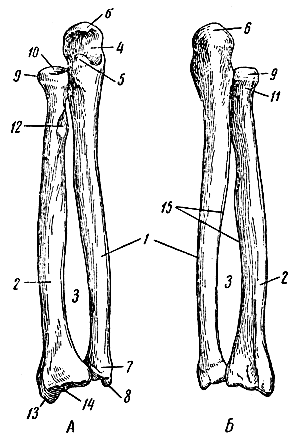 Рис. 24. Кости предплечья (правые). А - вид спереди; Б - вид сзади; 1 - локтевая кость; 2 - лучевая кость; 3 - межкостное пространство; 4 - полулунная вырезка; 5 - венечный отросток; 6 - локтевой отросток; 7 - головка локтевой кости; 8 - шиловидный отросток локтевой кости; 9 - головка лучевой кости; 10 - ямка на головке лучевой кости; 11 - шейка лучевой кости; 12 - бугристость лучевой кости; 13 - шиловидный отросток лучевой кости; 14 - суставная поверхность лучевой кости для соединения с костями запястья; 15 - межкостные гребни