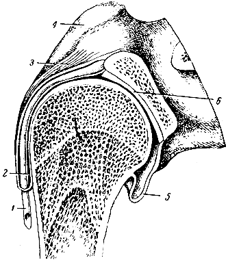 Рис. 26. Плечевой сустав. 1 - сухожилие длинной головки двуглавой мышцы; 2 - синовиальное влагалище этого сухожилия; 3 и 5 - суставная сумка; 4 - акромиальный отросток лопатки; 6 - суставная впадина лопатки