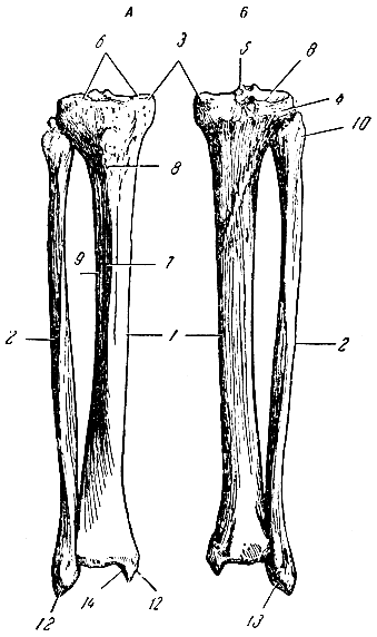 Рис. 30. Кости голени (правые). А - вид спереди; Б - вид сзади; 1 - большеберцовая кость; 2 - малоберцовая кость; 3 - медиальный мыщелок; 4 - латеральный мыщелок; 5 - межмыщелковое возвышение; 6 - суставная поверхность для сочленения с бедренной костью; 7 - передний гребень; 8 - бугристость для прикрепления мышцы; 9 - межкостный гребень; 10 - голозка малоберцовой кости; 11 - лодыжка большеберцовой кости; 12 - лодыжка малоберцовой кости; 13, 14 - суставные поверхности лодыжек для соединения с надпяточной костью