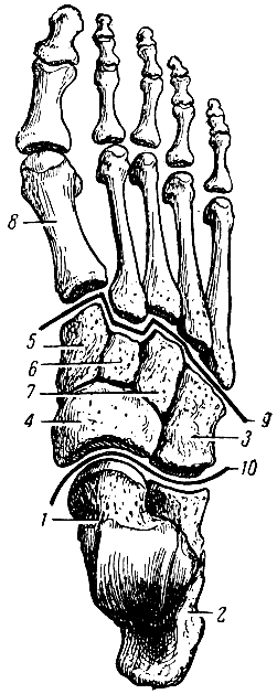 Рис. 31. Кости правой стопы (вид сверху). 1 - таранная кость; 2 - пяточная кость; 3 кубовидная кость; 4 - ладьевидная кость; 5, 6, 7 - клиновидные кости; 8 - первая плюсневая кость; 9 - линия соединения клиновидных и кубовидной костей с плюсневыми костями; 10 - линия соединения таранной кости с ладьевидной и пяточной с кубовидной
