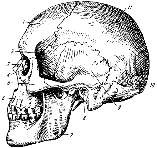 Рис. 33. Череп (вид сбоку). 1 - лобная кость; 2 - клиновидная кость (большое крыло); 3 - носовая кость; 4 - слезная кость; 5 - скуловая кость; 6 - верхняя челюсть; 7 - нижняя челюсть; 8 - наружное слуховое отверстие; 9 - височная кость; 10 - затылочная кость; 11 - теменная кость