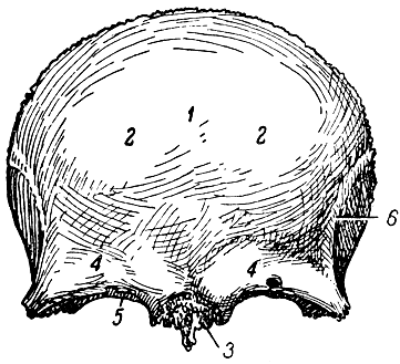 Рис. 34. Лобная кость (вид снаружи). 1 - чешуя; 2 - лобный бугор; 3 - носовая часть; 4 - надбровная дуга; 5 - надглазничный край; 6 - височная линия