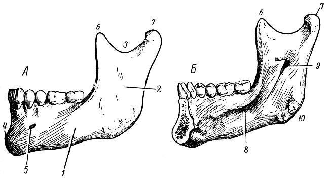 Рис. 39. Нижняя челюсть. А - левая половина (вид снаружи); Б - правая половина (вид изнутри); 1 - тело; 2 - ветвь; 3 - вырезка; 4 - подбородочное возвышение; 5 - подбородочное отверстие; 6 - венечный отросток; 7 - суставной отросток; 8 - челюстно-подъязычная линия; 9 - нижнечелюстное отверстие; 10 - угол нижней челюсти
