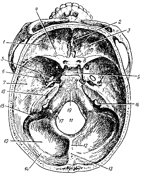 Рис. 42. Внутренняя поверхность основания черепа. 1 - передняя черепная ямка; 2 - петушиный гребень; 3 - продырявленная пластинка решетчатой кости; 4 - глазничная часть лобной кости; 5 - овальное отверстие; 6 - рваное отверстие; 7 - средняя черепная ямка; 8 - малое крыло; 9 - турецкое седло; 10 - задняя черепная ямка; 11 - большое затылочное отверстие; 12 - внутренний затылочный гребень; 13 - внутреннее затылочное возвышение; 14 - поперечная борозда; 15 - сигмовидная борозда; 16 - яремное отверстие; 17 - канал подъязычного нерва; 18 - внутреннее слуховое отверстие; 19 - скат