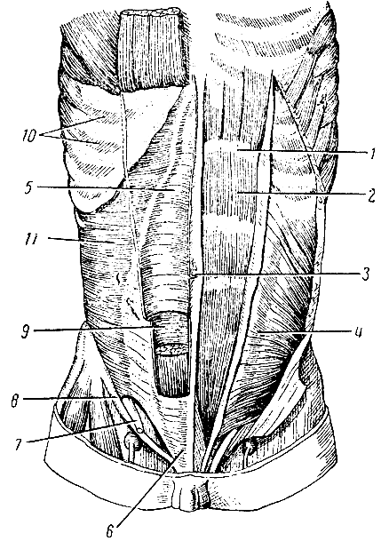 Рис. 46. Мышцы живота. Справа удалены косые мышцы живота и перерезана прямая мышца; слева удалена наружная косая мышца. 1 - сухожильная перемычка; 2 - прямая мышца живота; 3 - пупок; 4 - внутренняя косая мышца; 5 и 6 - влагалище прямой мышцы; 7 - семенной канатик; 8 - паховая связка; 9 - поперечная фасция живота; 10 - межреберные мышцы; 11 - поперечная мышца живота