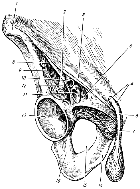 Рис. 47. Паховая область у мужчины. 1 - подвздошная кость (передняя верхняя ость); 2 - подвздошно-гребешковая связка; 3 - паховая (пупартова) связка; 4 - наружное (подкожное) отверстие пахового канала; 5 - внутреннее отверстие бедренного канала; 6 - лонный бугорок; 7 - семенной канатик; 8 - мышечная лакуна (пространство); 9 - подвздошно-поясничная мышца; 10 - бедренная артерия; 11 - бедренная вена; 12 - бедренный нерв; 13 - вертлужная впадина; 14 - лонная кость; 15 - запирательное отверстие; 16 - седалищная кость