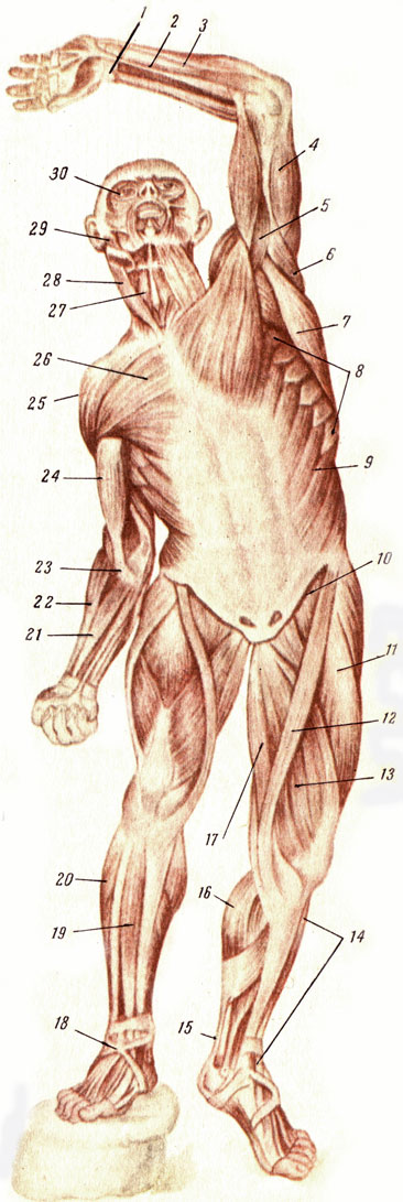 Таблица I. Мышцы человека спереди. 1 - длинная ладонная мышца; 2 - поверхностный сгибатель пальцев; 3 - локтевой сгибатель кисти; 4 - трехглавая мышца плеча; 5 - клюво-плечевая мышца; 6 - большая круглая мышца; 7 - широкая мышца спины; 8 - передняя зубчатая мышца; 9 - наружная косая мышца живота; 10 - подвздошно-поясничная мышца; 11, 13 - четырехглавая мышца бедра; 12 - портняжная мышца; 14 - передняя большеберцовая мышца; 15 - пяточное сухожилие; 16 - икроножная мышца; 17 - стройная мышца; 18 - крестообразная связка; 19 - передняя большеберцовая мышца; 20 - малоберцовые мышцы; 21 - лучевой сгибатель кисти; 22 - плече-лучевая мышца; 23 - фиброзная пластинка; 24 - двуглавая мышца плеча; 25 - дельтовидная мышца; 26 - большая грудная мышца; 27 - грудино-подъязычная мышца; 28 - грудино-ключично-сосцевидная мышца; 29 - жевательная мышца; 30 - круговая мышца глаза