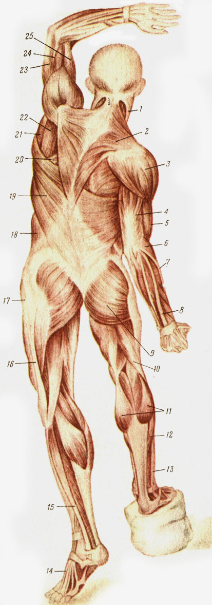 Таблица II. Мышцы человека сзади. 1 - грудино-ключично-сосцевидная мышца; 2 - трапециевидная мышца; 3 - дельтовидная мышца; 4 - трехглавая мышца плеча; 5 - двуглавая мышца; 6 - плече-лучевая мышца; 7 - длинный лучевой разгибатель кисти; 8 - общий разгибатель пальцев; 9 - большая ягодичная мышца; 10 - двуглавая мышца; 11 - икроножная мышца; 12 - камбаловндная мышца; 13, 15 - длинная малоберцовая мышца; 14 - длинный разгибатель пальцев (сухожилие); 16 - часть широкой фасции бедра; 17 - мышца, напрягающая широкую фасцию бедра; 18 - наружная косая мышца живота; 20 - широкая мышца спины; 21 - ромбовидная мышца; 22 - подостная мышца; 23 - треглавая мышца плеча; 24 - плечевая мышца; 25 - двуглавая мышца плеча