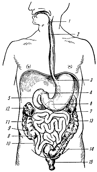Рис. 52. Схема пищеварительного канала. 1 - глотка; 2 - пищевод; 3 - вход в желудок; 4 - место перехода желудка в двенадцатиперстную кишку; 5 - двенадцатиперстная кишка; 6 - место перехода двенадцатиперстной кишки в тощую; 7 - тощая кишка; 8 - подвздошная кишка; 9 - слепая кишка; 10 - червеобразный отросток; 11 - восходящая кишка; 12 - место перехода восходящей кишки в поперечную кишку (большая часть поперечной кишки удалена); 13 - нисходящая кишка; 14 - сигмовидная кишка; 15 - прямая кишка