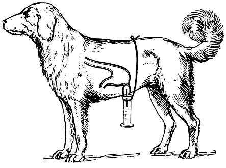 Рис. 59. Собака с изолированным маленьким желудочком