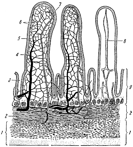 Рис. 60. Строение ворсинок тонкой кишки. 1 - мышечная оболочка; 2 - подслизистый слой тонкой кишки; 3 - углубление между ворсинками; 4 - венозный сосуд; 5 - эпителий ворсинки; 6 - капиллярная сеть; 7 - артериальный сосуд; 8 - лимфатический сосуд; 9 - слизистая оболочка кишки