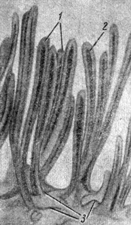 Рис. 61. Электронная микрофотограмма каемки эпителия тонкой кишки. 1 - микроворсинки; 2 - канальцы микроворсинок; 3 - эргастоплазма