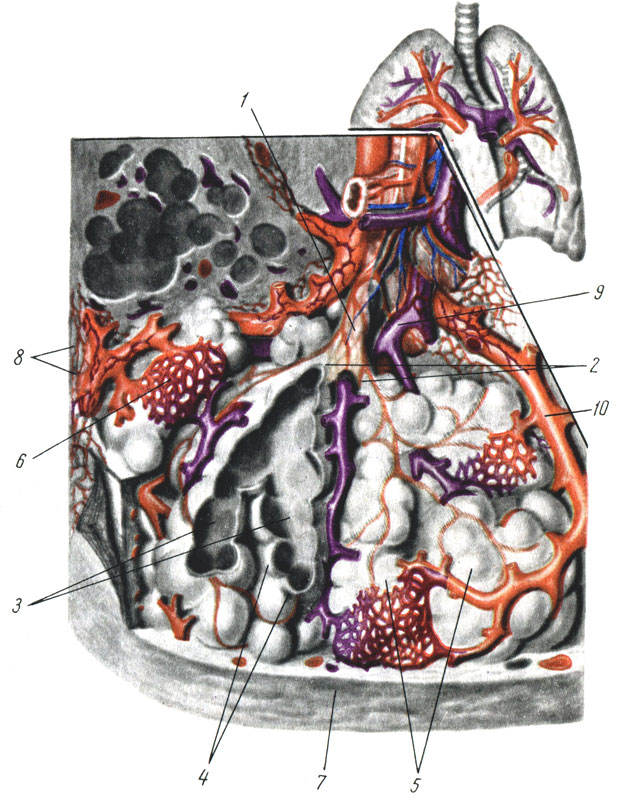 Рис. 72. Долька легкого (схема). 1 - конечный бронх; 2 - бронхиолы; 3 - альвеолярные ходы; 4 - альвеолы (в разрезе); 5 - альвеолы; 6 - капилярная сеть альвеол; 7 - плевра; 8 - лимфатические сосуды; 9 - ветвь легочной артерии; 10 - ветвь легочной вены