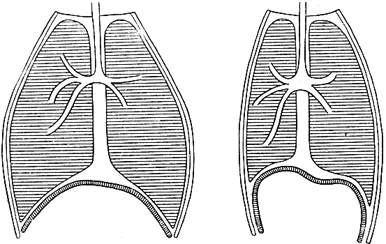 Рис. 74. Схема, изображающая изменения грудной клетки и диафрагмы при дыхании
