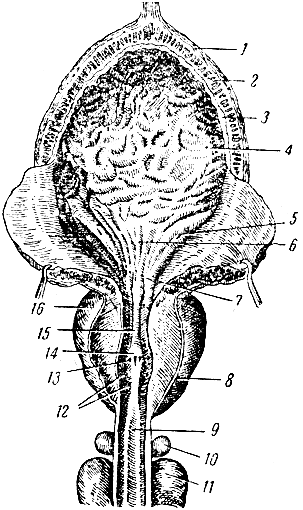 Рис. 78. Мочевой пузырь и часть мочеиспускательного канала мужчины (в разрезе). 1 - верхушка мочевого пузыря; 2 - мышечная оболочка; 3 - подслизистый слой; 4 - слизистая оболочка; 5 - отверстие мочеточника; 6 - треугольник мочевого пузыря; 7 - внутреннее от- верстиё мочеиспускательного канала; 8, 16 - предстательная железа; 9 - герепончатая часть мочеиспускательного канала; 10 - бульбоуретральная железа; 11 - пещеристое тело полового члена; 12 - отверстия протоков предстательной железы; 13 - отверстие семявыбрасывающего протока; 14 - семенной бугорок; 15 - предстательная часть мочеиспускательного канала