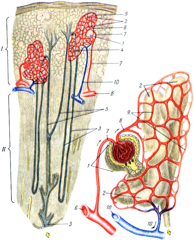 Таблица III. Микроскопическое строение почки (схема). Слева корковый (I) и мозговой (II) слой почки. Справа при большом увеличении отдельный клубочек с капсулой и началом мочевого канальца. 1 - капсула с клубочком сосудов в ней; 2, 3, 4 - различные участки мочевого канальца; 5 - сосочковые ходы, по которым моча проходит в малую чашечку; 6 - артерия; 7 - сосуд, приносящий кровь к клубочку; 8 - сосуд, выносящий кровь из клубочков; 9 - капилляры, оплетающие канальцы; 10 - вена