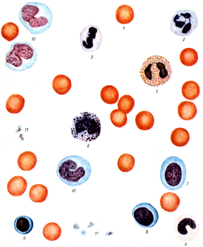 Таблица IV. Мазок крови человека. 1 - эритроцит; 2 - сегментоядерный нейтрофил; 3 - палочкоядерный нейтрофил; 4 - юный нейтрофил; 5 - эозинофил; 6 - базофил; 7, 8, 9 - лимфоциты; 10 - моноциты; 11 - кровяные пластинки