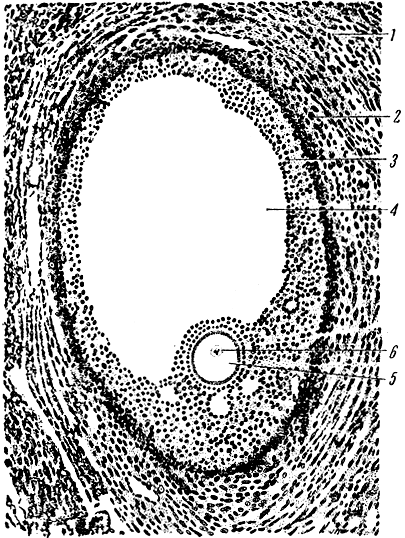 Рис. 82. Граафов пузырек (в яичнике). 1 - вещество яичника; 2 - оболочка граафова пузырька; 3 - клетки граафова пузырька; 4 - полость граафова пузырька, заполненная жидкостью; 5 - яйцеклетка; 6 - ядро яйцеклетки