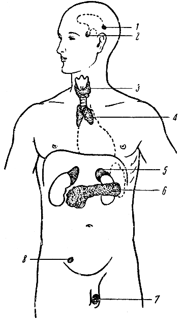 Рис. 93. Схема расположения (в проекции) желез внутренней секреции. 1 - шишковидная железа; 2 - гипофиз; 3 - щитовидная и околощитовидные железы; 4 - вилочковая железа; 5 - надпочечник; - островковая часть поджелудочной железы; 7 - внутрисекреторная часть яичек (у мужчины); 8 - внутрисекреторная часть яичников (у женщины)