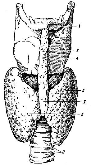 Рис. 95. Щитовидная железа. 1 - подъязычная кость; 2 - щитовидный хрящ; 3 - трахея; 4 - пирамидный отросток щитовидной железы; 5 - правая доля; 6 - левая доля; 7 - перешеек щитовидной железы