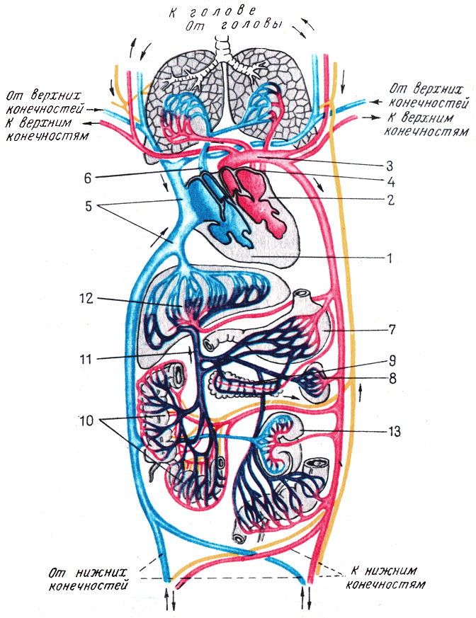 Таблица V. Схема кровообращения и лимфообращения. Красным обозначены сосуды, по которым течет артериальная кровь; синим - сосуды с венозной кровью; лиловым цветом обозначена система воротной вены; желтым показаны лимфатические сосуды. 1 - правая половина сердца; 2 - левая половина сердца; 3 - аорта; 4 - легочные вены; 5 - верхняя и нижняя полые вены; 6 - легочный ствол; 7 - желудок; 8 - селезенка; 9 - поджелудочная железа; 10 - тонкая и толстая кишка; 11 - воротная вена; 12 - печень; 13 - почки