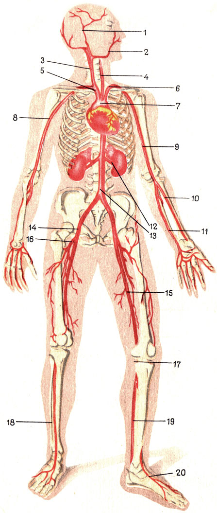 Таблица VI. Артериальная система (схема). 1 - поверхностная височная артерия; 2 лицевая; 3 - правая общая сонная; 4 - левая общая сонная; 5 - плече-головной ствол; 6 - левая подключичная артерия; 7 - дуга аорты; 8 - правая подкрыльцовая артерия; 9 - левая плечевая; 10 - лучевая; 11 - локтевая; 12 - почечная; 13 - брюшная аорта; 14 - подвздошная наружная артерия; 15 - бедренная; 16 - глубокая артерия бедра; 17 - подколенная; 18 - передняя большеберцовая; 19 - задняя большеберцовая; 20 - артерия тыла стопы