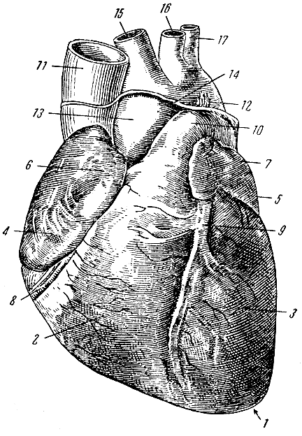 Рис. 104. Сердце (вид спереди). 1 - верхушка сердца; 2 - правый желудочек; 3 - левый желудочек; 4 - правое предсердие; 5 - левое предсердие; 6 - правое ушко; 7 - левое ушко; 8 - венечная борозда; 9 - передняя продольная борозда; 10 - легочный ствол; 11 - верхняя полая вена; 12 - артериальная связка (заросший боталлов проток); 13 - аорта; 14 - место перехода перикарда в эпикард; 15 - плечеголовной ствол (безымянная артерия); 16 - левая общая сонная артерия; 17 - левая подключичная артерия
