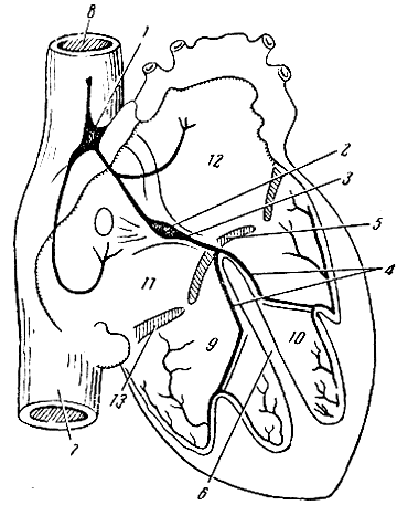 Рис. 107. Проводящая система сердца. 1 - синусный узел; 2 - атриовентрикулярный узел; 3 - пучок Гиса; 4 - ножки пучка Гиса; 5 - левый предсердно-желудочковый (двустворчатый) клапан; 6 - перегородка между желудочками; 7 - нижняя полая вена; 8 - верхняя полая вена; 9 - правый желудочек; 10 - левый желудочек; 11 - правое предсердие; 12 - левое предсердие; 13 - правый предсердно-желудочковый (трехстворчатый) клапан