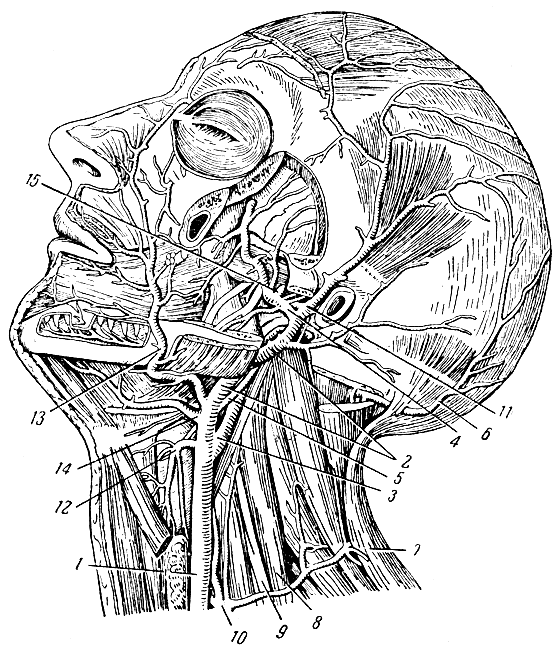 Рис. 109. Артерии головы и шеи. 1 - общая сонная артерия; 2 - наружная сонная артерия; 3 - внутренняя сонная артерия; 4 - челюстная артерия; 5 и 6 - затылочная артерия; 7 - трапециевидная мышца; 8 - средняя лестничная мышца; 9 - плечевое сплетение; 10 - щито-шейный ствол; 11 - поверхностная височная артерия; 12 - верхняя щитовидная артерия; 13 - лицевая артерия; 14 - язычная артерия; 15 - средняя артерия твердой оболочки мозга