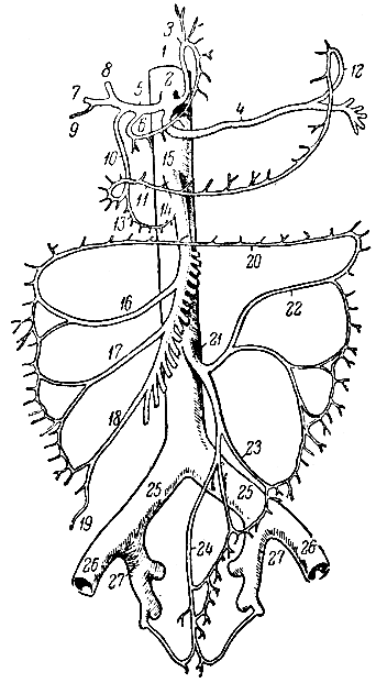 Рис. 110. Ветви брюшной аорты (схема). 1 - брюшная аорта; 2 - чревный ствол; 3 - левая желудочная аорта; 4 - селезеночная аорта; 5 - печеночная артерия; 6, 7, 8, 9, 10, 11, 13 и 14 - ветви печеночной артерии к органам (к печени, желчному пузырю, желудку, поджелудочной железе и двенадцатиперстной кишке); 12 - ветви селезеночной артерии к желудку; 15 - верхняя брыжеечная артерия; 16, 17, 18 и 19 - ветви верхней брыжеечной артерии к органам (к поперечной восходящей и слепой кишке, червеобразному отростку); 20 - анастомоз между ветвями верхней и нижней брыжеечной артерии; 21 - нижняя брыжеечная артерия; 22, 23 и 24 - ветви нижней брыжеечной артерии к органам (к нисходящей, сигмовидной и прямой кишке); 25 - общая подвздошная артерия; 26 - наружная подвздошная артерия; 27 - внутренняя подвздошная артерия