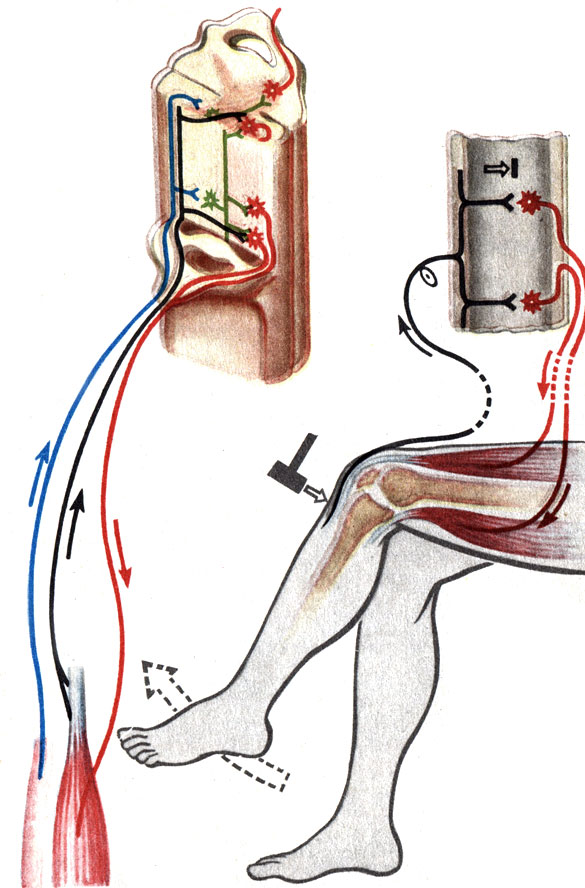 Таблица VIII. Слева - схема рефлекторных дуг. Справа - схема коленного рефлекса. Стрелки показывают путь передачи возбуждения от нервных окончаний в спинной мозг и от него к мышцам. Двигательные нервные клетки и их отростки показаны красным цветом, чувствительные - черным (от мышцы и сухожилия) и синим (от кожи). Вставочные нервные клетки обозначены зеленым цветом