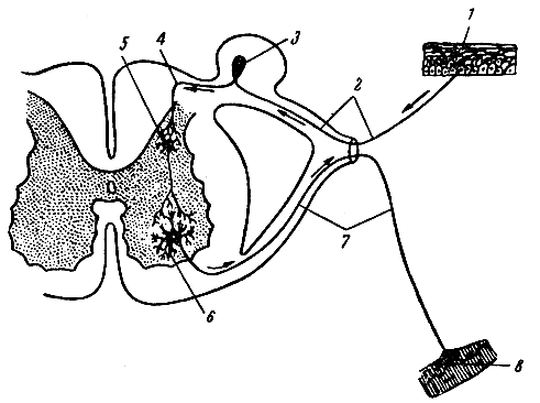 Рис. 122. Схема рефлекторной дуги. 1 - рецептор (окончание чувствительного нервного волокна) в коже; 2 - чувствительное волокно - периферический отросток чувствительной нервной клетки; 3 - чувствительная клетка (находится в нервном узле); 4 - центральный отросток чувствительной клетки; 5 - вставочная нервная клетка (находится в спинном мозгу); 6 - двигательная нервная клетка (находится в спинном мозгу); 7 - двигательное нервное волокно; 8 - нервное окончание в мышце
