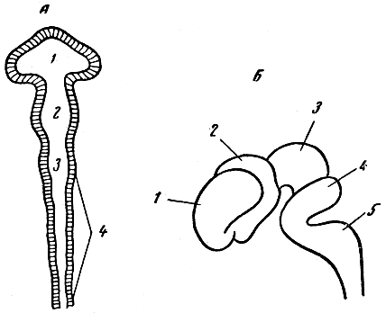 Рис. 125. Развитие головного мозга (схема). А - нервная трубка на продольном разрезе, видны три мозговых пузыря (1, 2, 3); 4 - часть нервной трубки, относящаяся к спинному мозгу; Б - мозг зародыша сбоку - пять мозговых пузырей; 1 - первый пузырь - концевой мозг; 2 - второй пузырь - промежуточный мозг; 3 - третий пузырь - средний мозг; 4 - четвертый пузырь - задний мозг; 5 - пятый . пузырь - продолговатый мозг