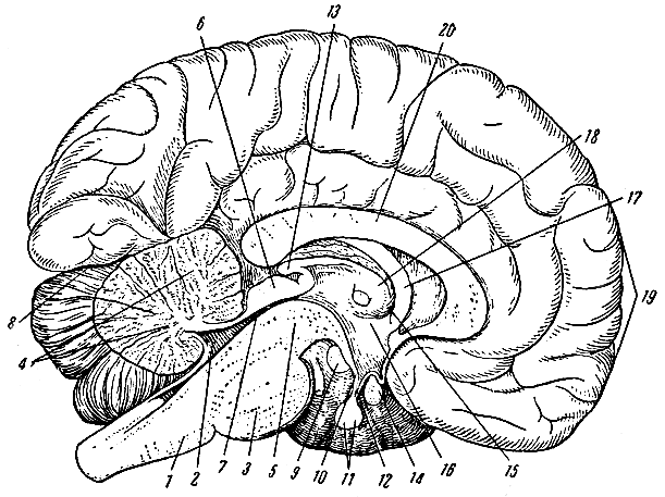 Рис. 126. Срединный разрез головного мозга. 1 - продолговатый мозг; 2 - четвертый желудочек; 3 - мост мозга; 4 - мозжечок; 5 - ножка мозга; 6 - четверохолмие; 7 - водопровод мозга; 8 - поперечная борозда мозга (между большими полушариями и мозжечком); 9 - сосцевидное тело; 10 - серый бугор; 11 - гипофиз; 12 - воронка; 13 - шишковидная железа; 14 - перекрест зрительных нервов; 15 - межжелудочковое отверстие (между боковым и третьим желудочком); 16 - борозда, отделяющая зрительный бугор от подбугровой области; 17 - свод; 18 - зрительный бугор; 19 - большое полушарие; 20 - мозолистое тело