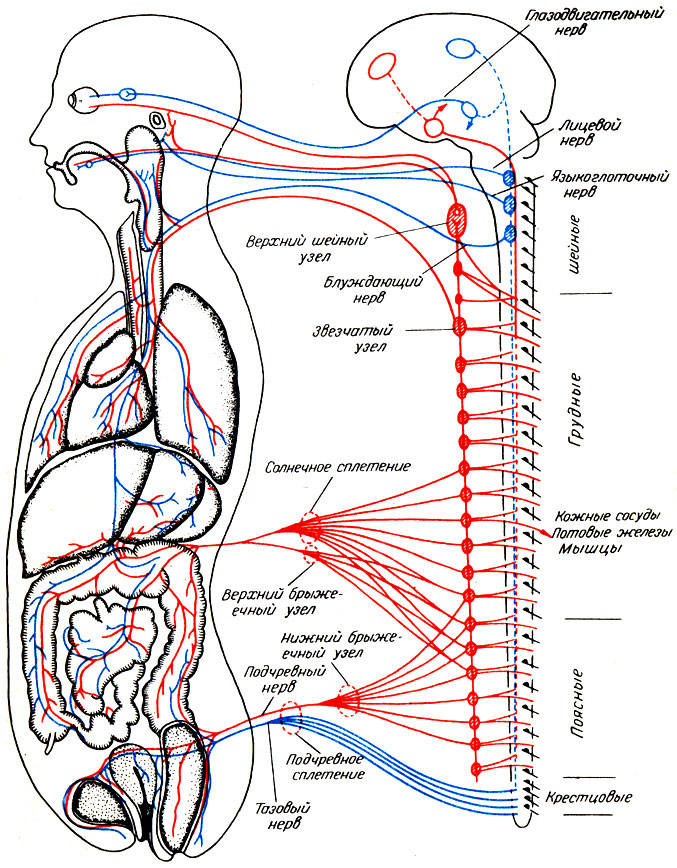 Рис. 147. Вегетативная нервная система. Красным цветом изображены симпатические ядра (центры), узлы и нервы (волокна), синим - парасимпатические