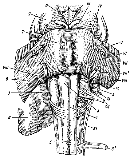 Рис. 128. Стволовая часть мозга с передней стороны. 1 - передняя щель; 2 - пирамиды продолговатого мозга; 3 - олива; 4 - мозжечок; 5 - перекрест пирамид и место перехода продолговатого мозга в спинной мозг; 6 - ножка моста; 7 - мост мозга; 8 - ямка между ножками мозга; 9 - ножка мозга; III, IV, V, VI, VIII, IX, X, XI, XII - соответствующие пары черепномозговых нервов; VII - промежуточный нерв; С' - первый спинномозговой нерв