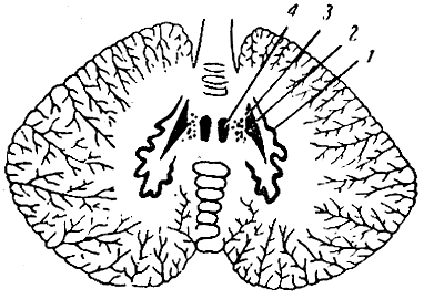Рис. 130. Горизонтальный разрез мозжечка (схема). 1 - зубчатое ядро; 2, 3 и 4 - другие ядра мозжечка