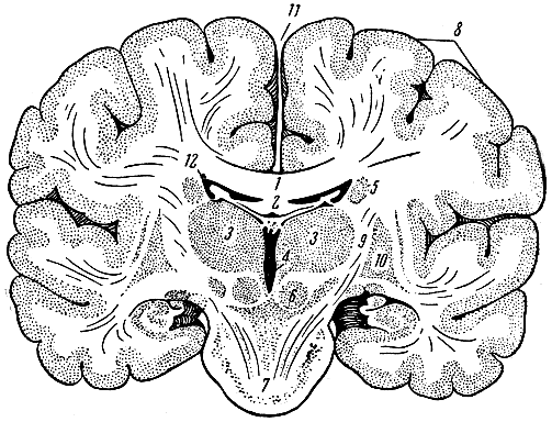 Рис. 132. Фронтальный (поперечный) разрез головного мозга. 1 - мозолистое тело; 2 - свод; 3 - зрительный бугор; 4 - третий желудочек; 5 - хвостатое ядро; 6 - красное ядро; 7 - мост; 8 - кора больших полушарий; 9 - внутренняя капсула; 10 - чечевицеобразное ядро; 11 - щель между полушариями; 12 - боковой желудочек