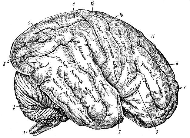 Рис. 133. Извилины и борозды полушарий мозга. 1 - спинной мозг; 2 - мозжечок; 3 - извилины затылочной доли; 4 - верхняя теменная долька; 5 - нижняя теменная долька; 6 - верхняя лобная извилина; 7 - средняя лобная извилина; 8 - нижняя лобная извилина; 9 - латеральная борозда; 10 - центральная борозда; 11 - предцентральная борозда; 12 - позадицентральная борозда