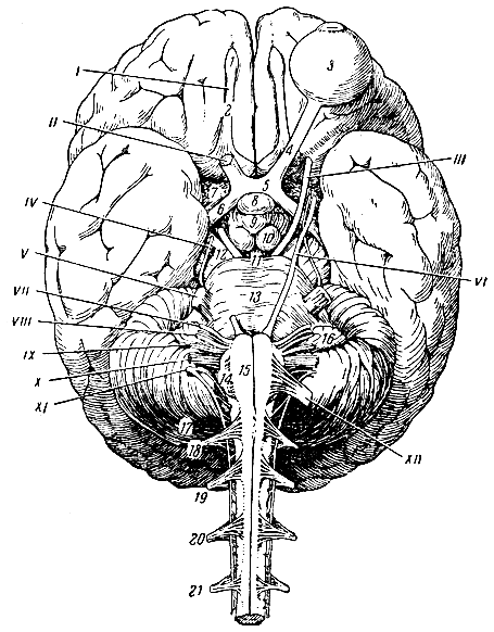 Рис. 144. Основание (нижняя поверхность) головного мозга. I, II, III, IV, V, VI, VII, VIII, IX, X, XI, XII - соответствующие черепномозговые нервы. 1 - обонятельная луковица; 2 - обонятельный тракт; 3 - глазное яблоко; 4 - зрительный нерв; 5 - перекрест зрительных нервов; 6 - зрительный тракт; 7 - обонятельный треугольник; 8 - гипофиз; 9 - серый бугор; 10 - сосочковое тело; 11 - ямка между ножками мозга; 12 - ножка мозга; 13 - мост; 14 - олива; 15 - пирамида; 16 - ножка моста; 17 - мозжечок; 18, 19, 20, 21 - верхние спинномозговые нервы